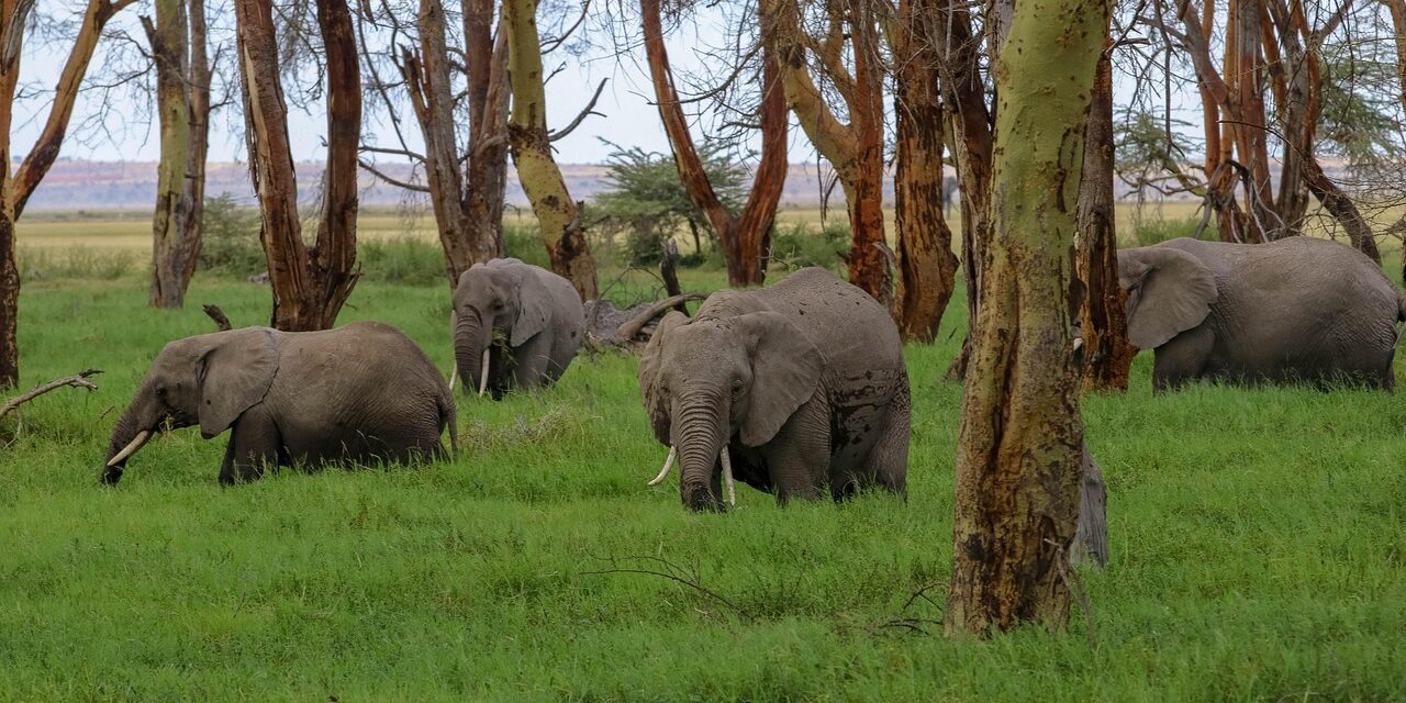 Amboseli National Park Experience