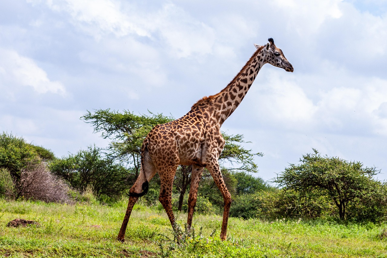 amboseli-national-park-4734681_1280