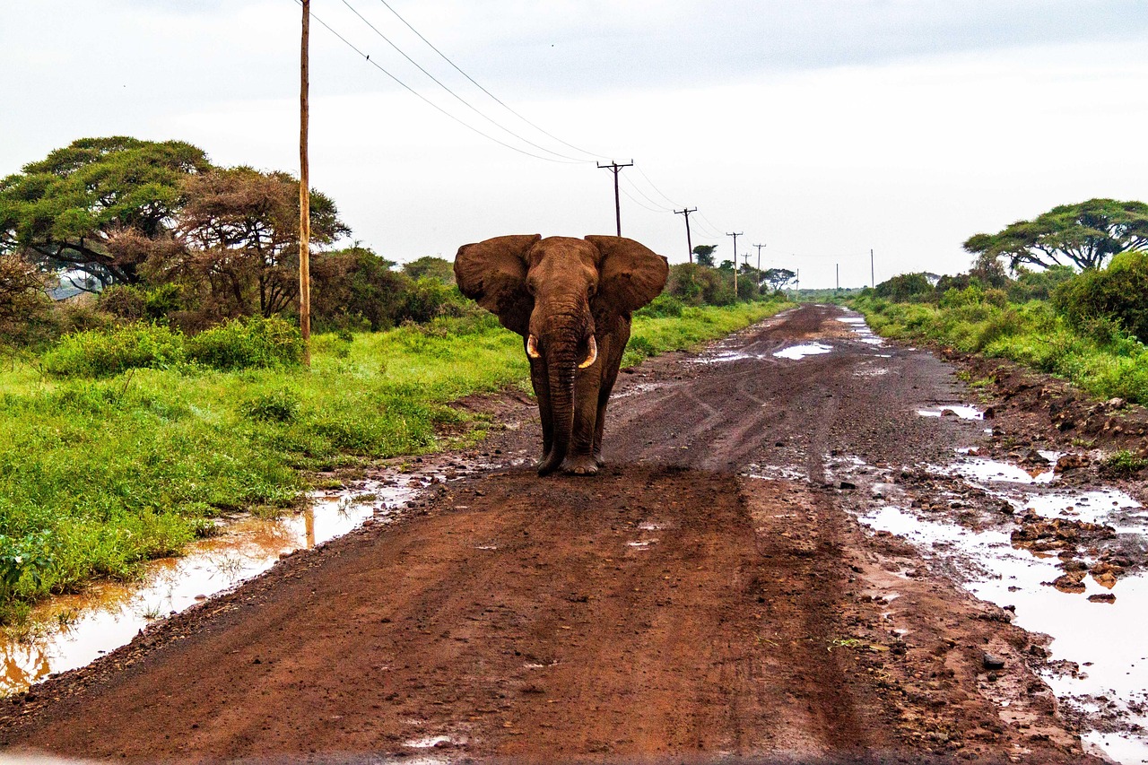 amboseli-national-park-4734688_1280