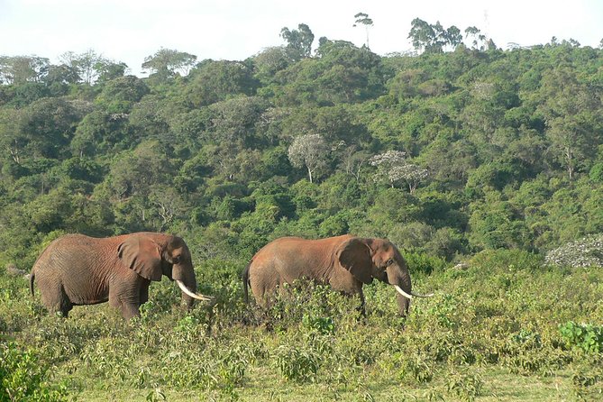 Elephant at the Aberdares National Park