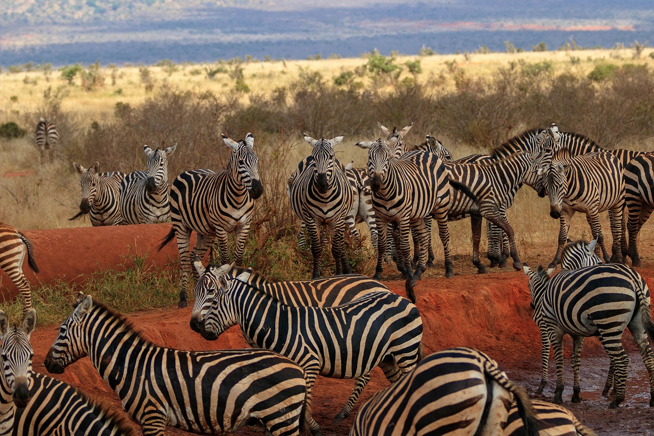 africa-4038505_1280