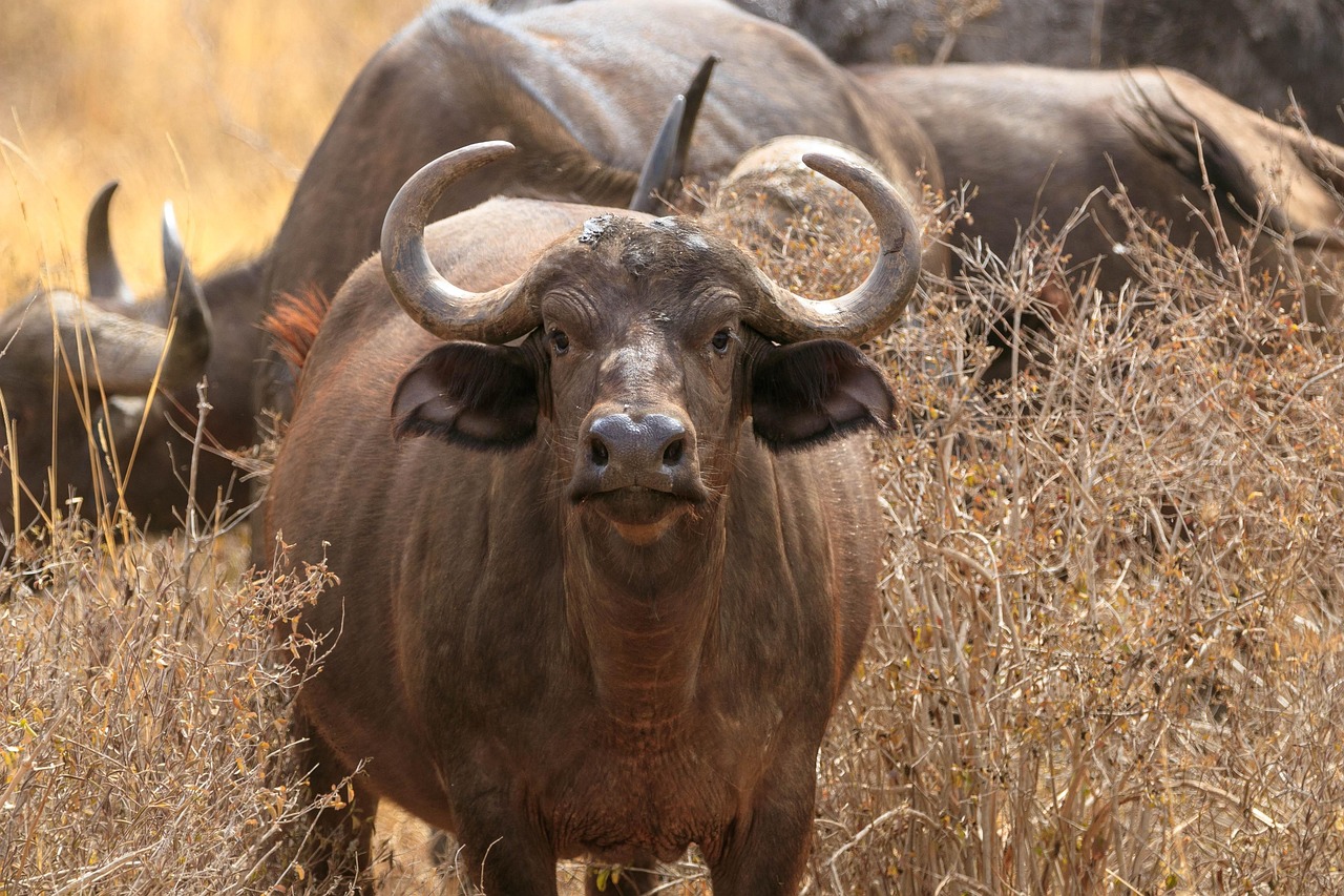 africa-4039550_1280