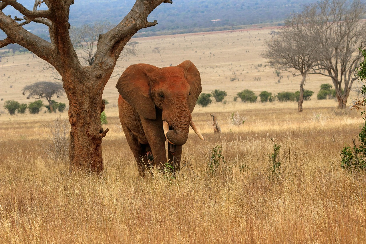 africa-4039554_1280