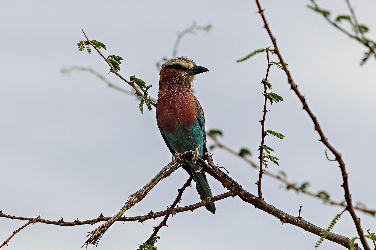 africa-4049051_1280