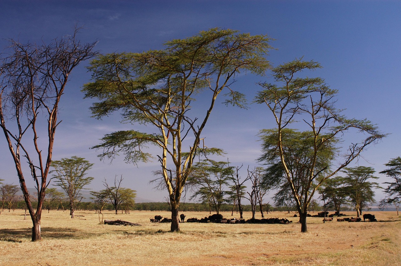 africa-4297170_1280