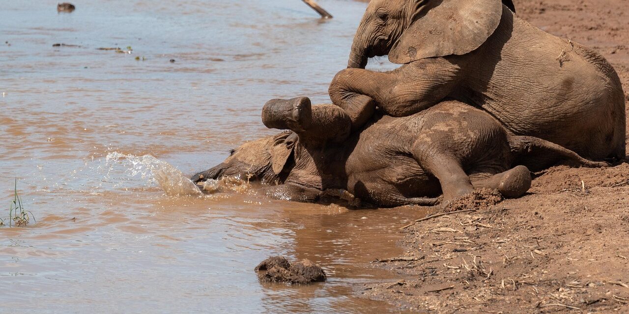 5 Days / 4 Nights Amboseli – Lake Naivasha – Masai Mara Safari
