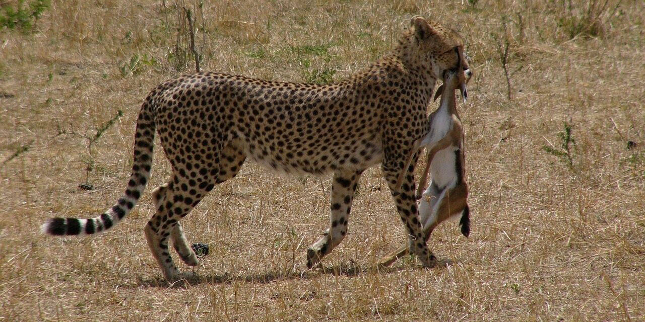 2 Days 1 Night Budget Safari – Masai Mara National Reserve