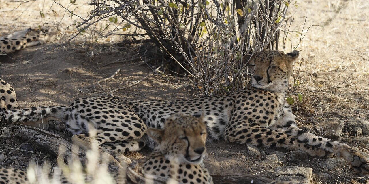 6-Day Luxury Samburu, Lake Nakuru & Masai Mara Safari