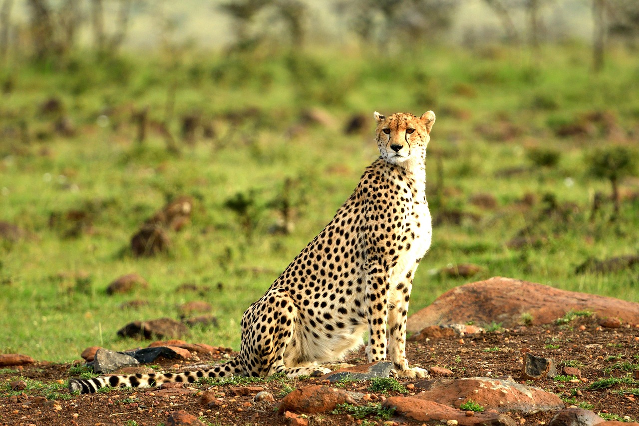 masai mara National Reserve