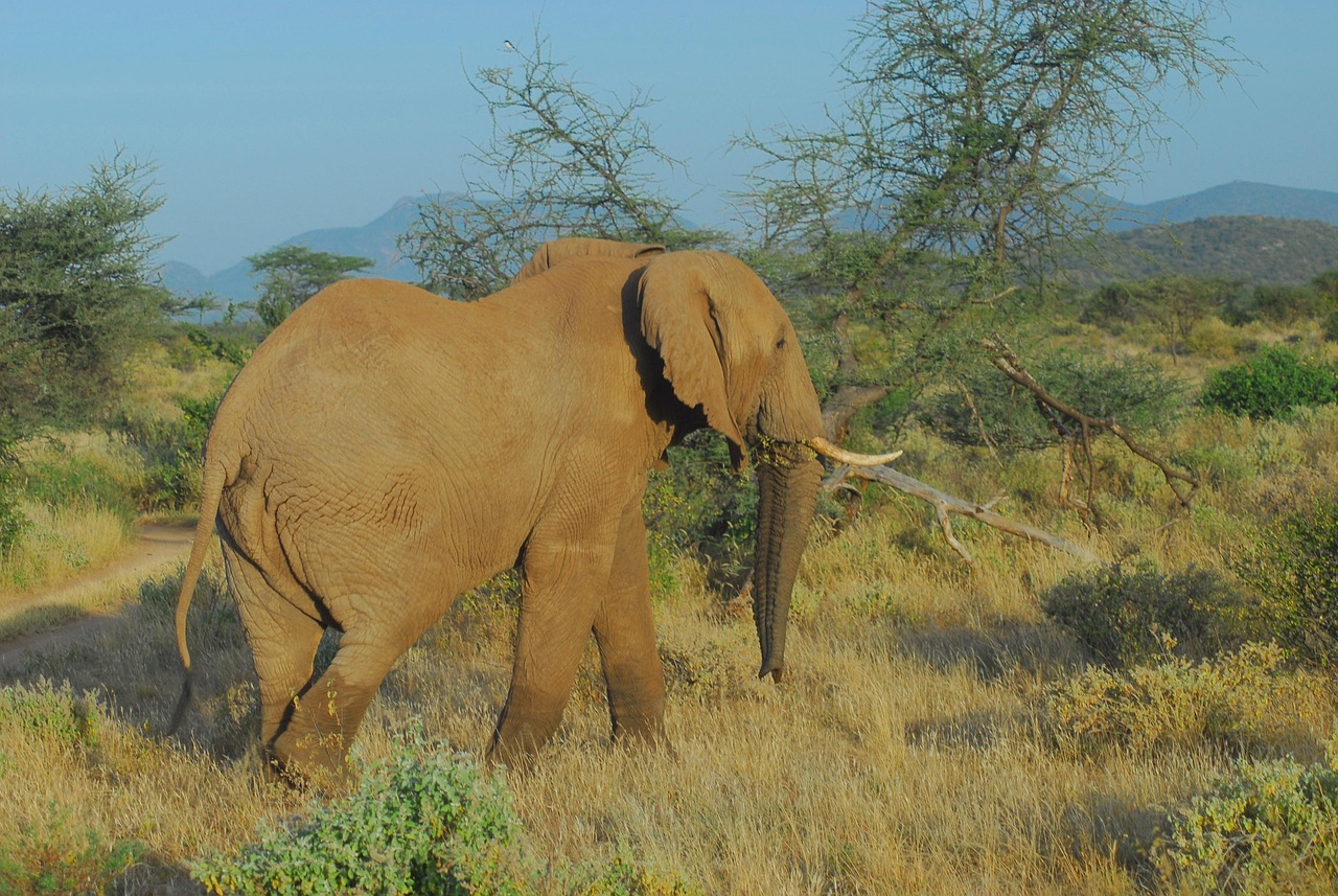 elephant-4650927_1280 (1)