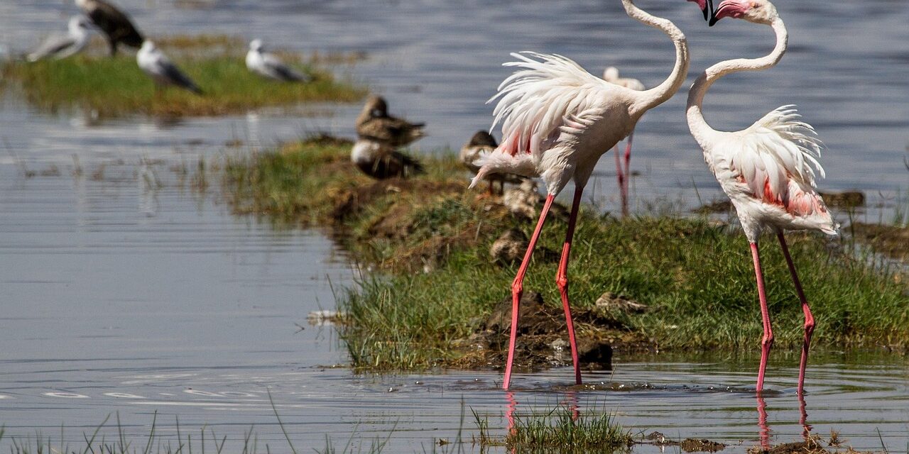 2 Days 1 Night Lake Nakuru National Park Safari