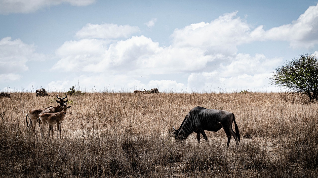 gnu-5511898_1280