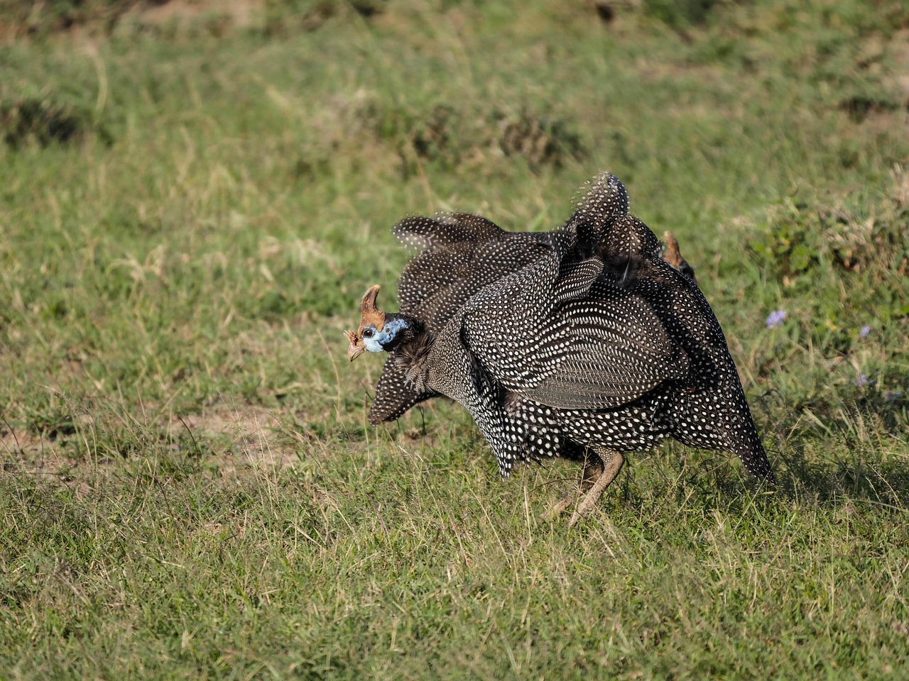 guinea-fowl-2675720_1280