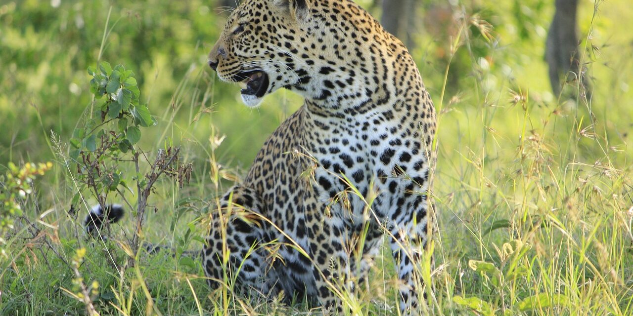 4 Days Luxury Safari – Masai Mara & Lake Nakuru