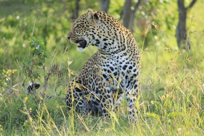 4 Days Luxury Safari – Masai Mara & Lake Nakuru