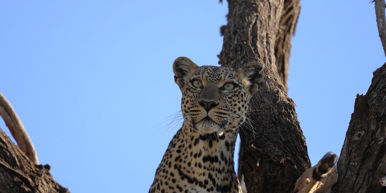 5-Day Ol Pejeta, Lake Nakuru & Masai Mara Safari