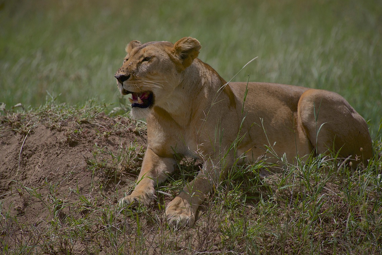 lion-6352243_1280
