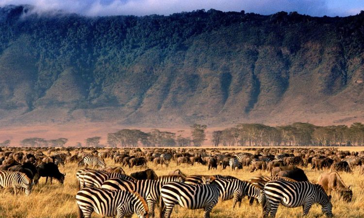 ngorongoro crater Wildlife