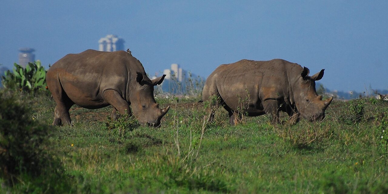 Half Day Nairobi National Park