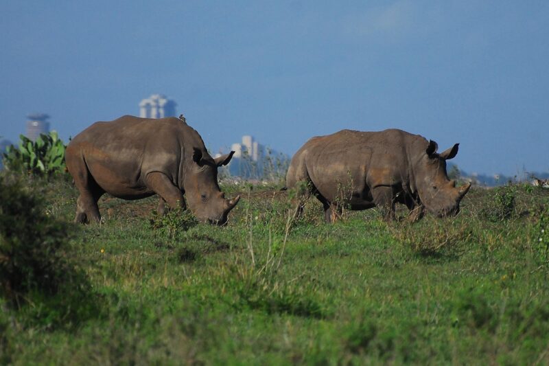 Half Day Nairobi National Park