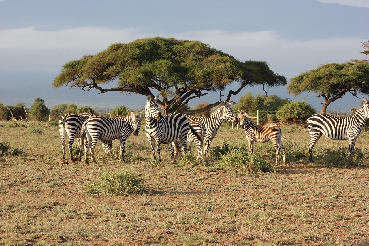 safari-2833277_1280
